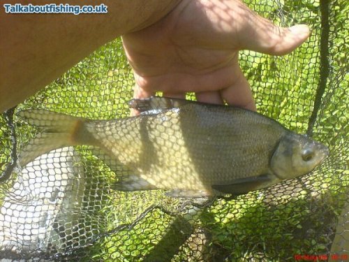 Bramley Bream