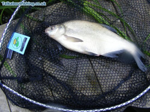 Skimmer Bream