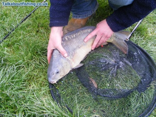 KJS KIllamarsh - Carp