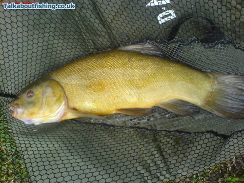 4lb tench